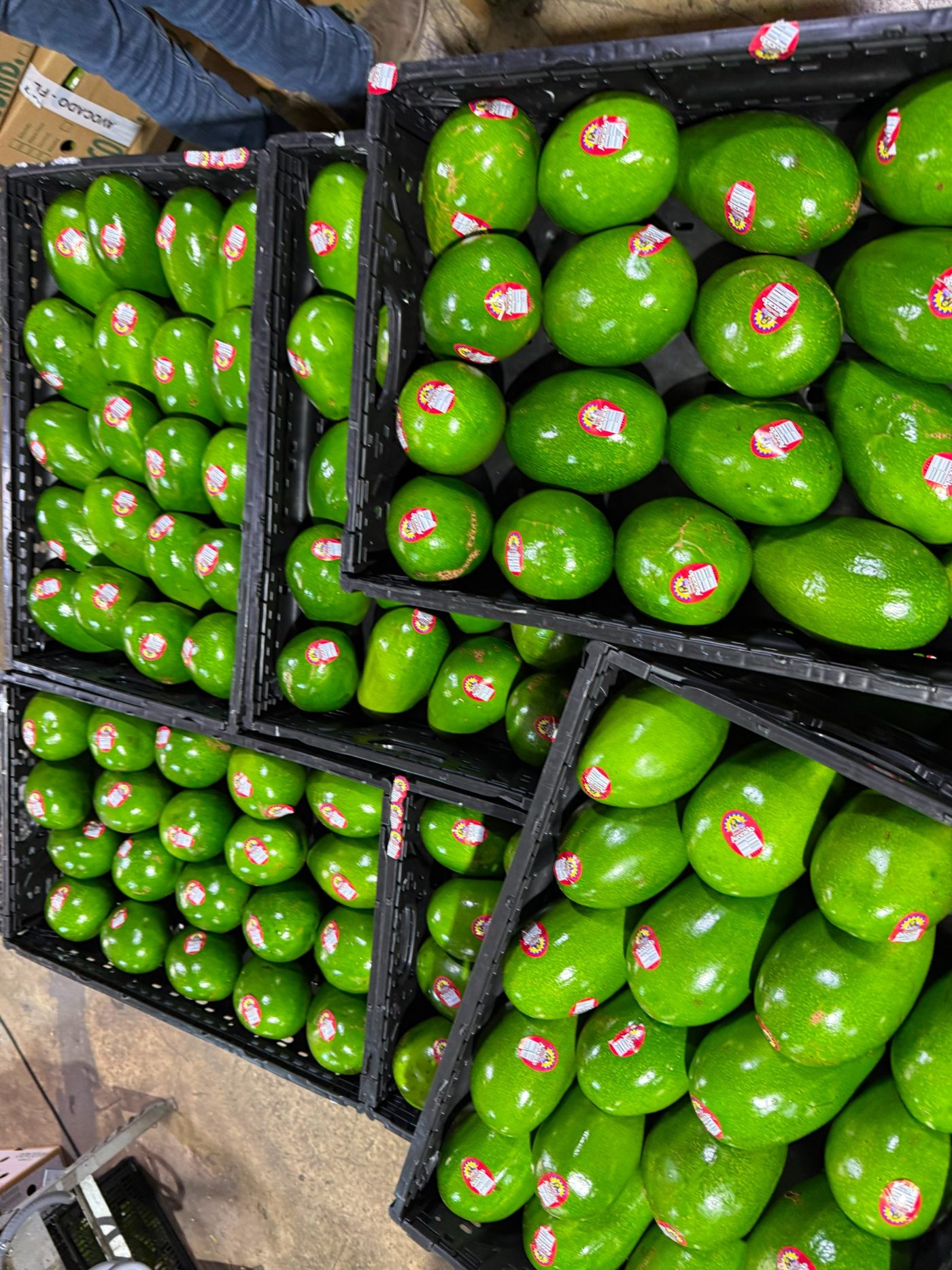 Fresh avocados