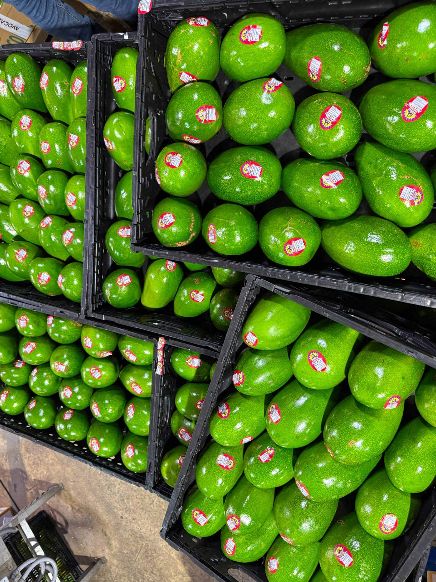Fresh avocados