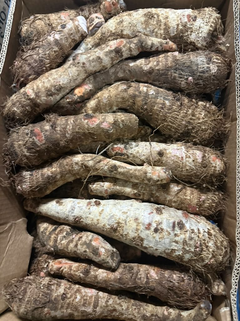 Fresh yuca / cassava