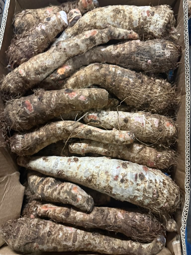 Fresh yuca cassava