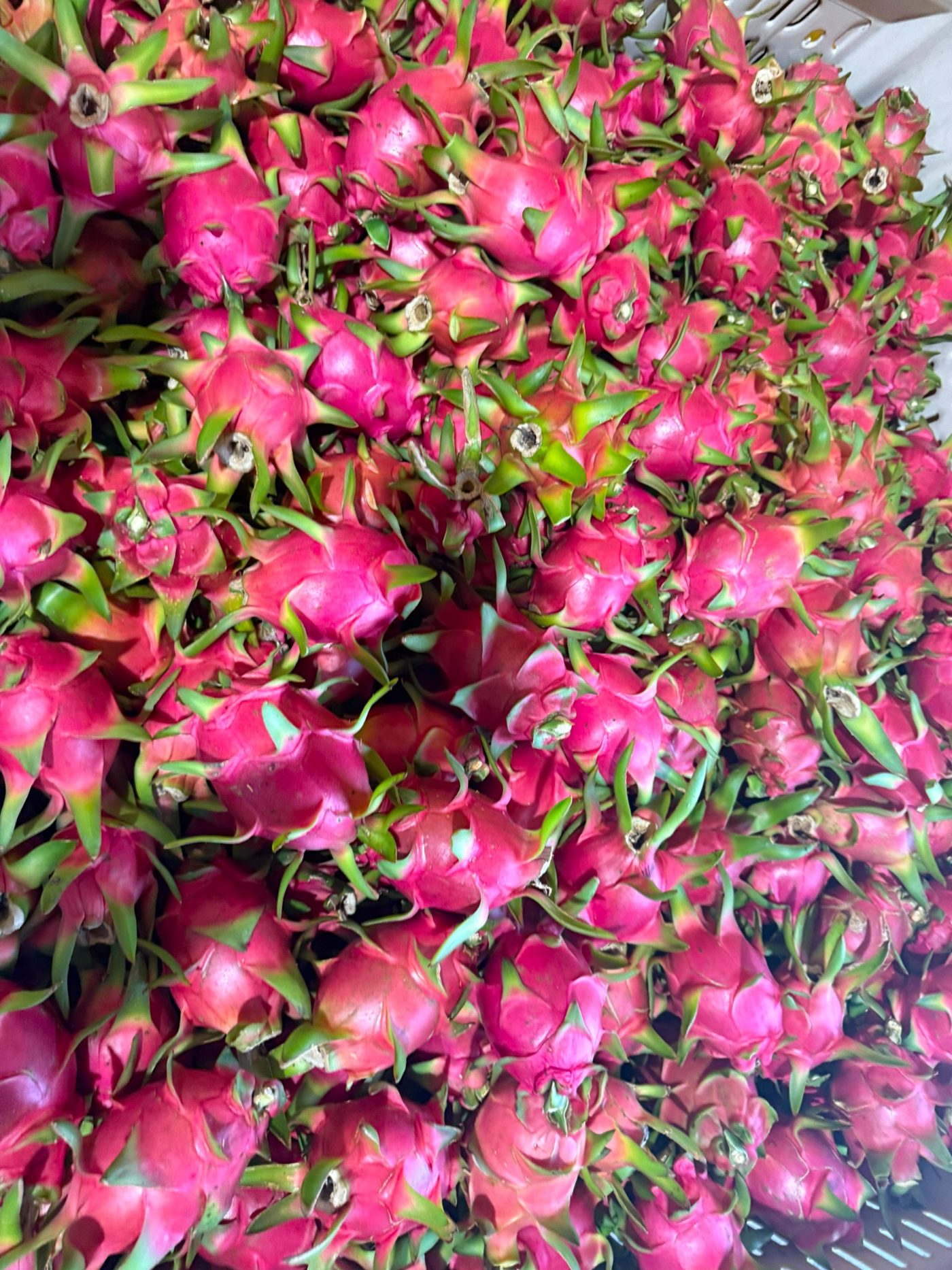 Dragon fruit