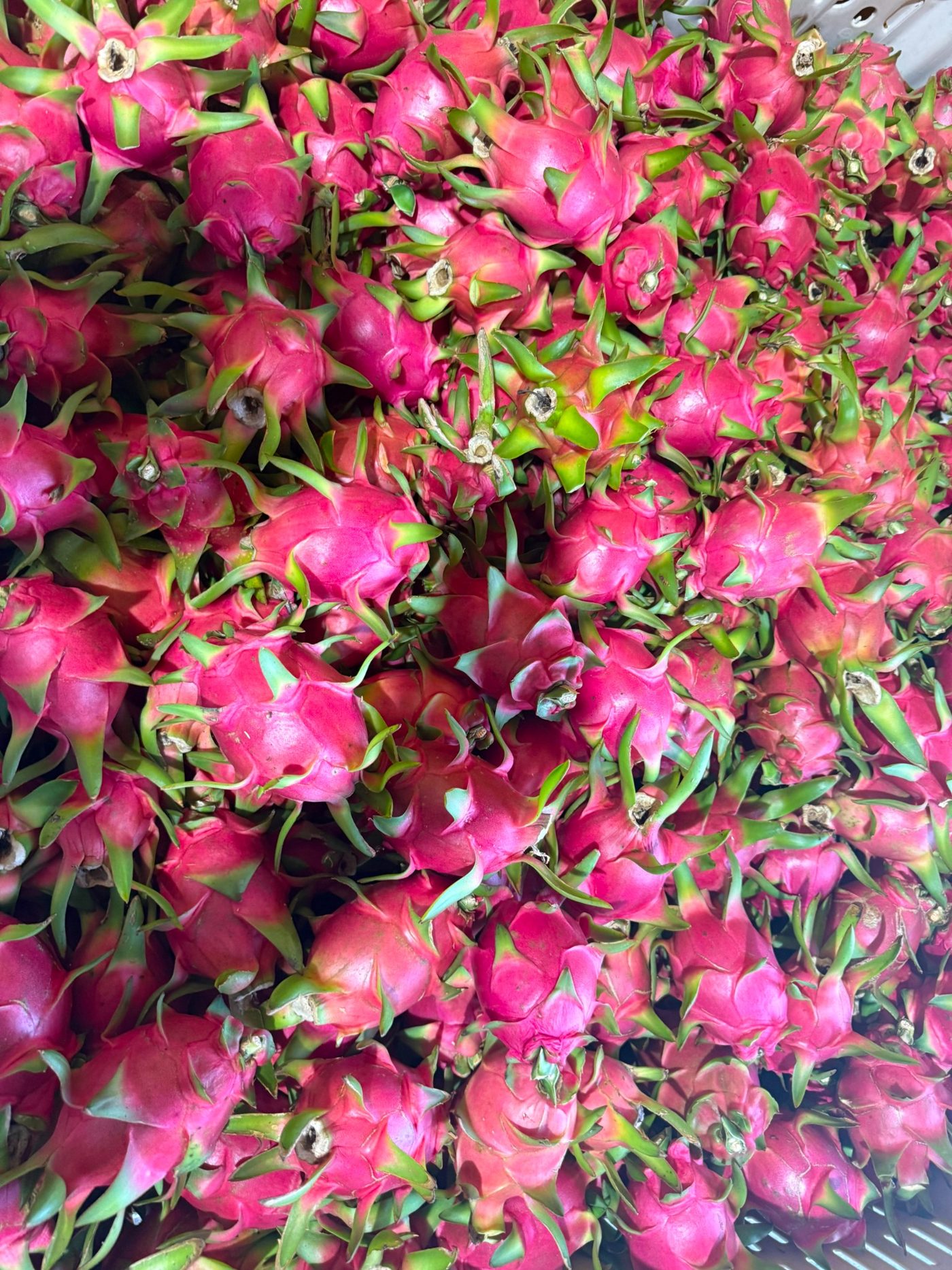 Fresh dragon fruit