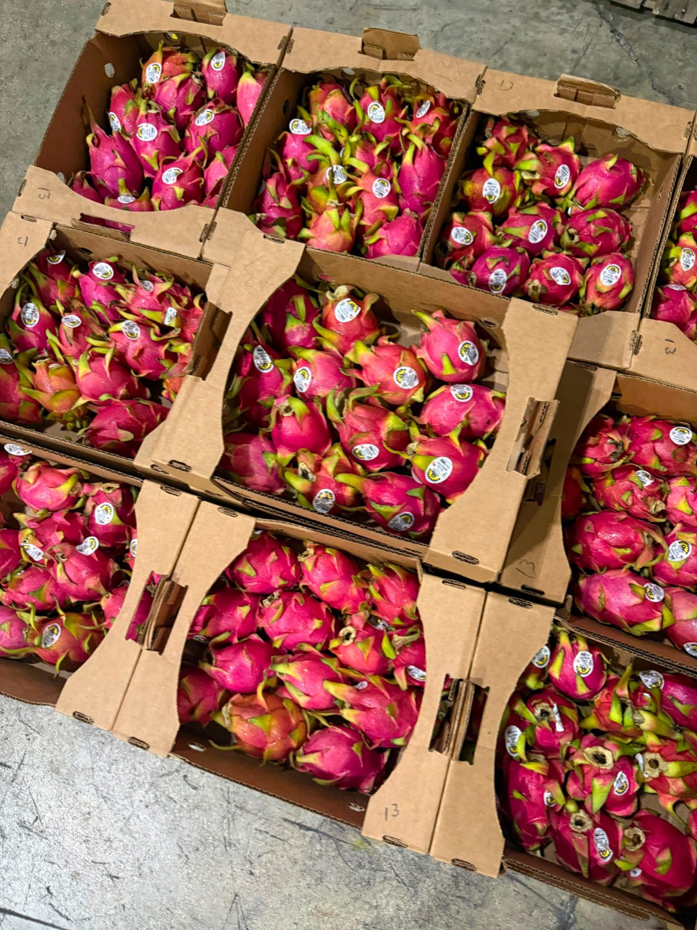 Dragon fruit cases