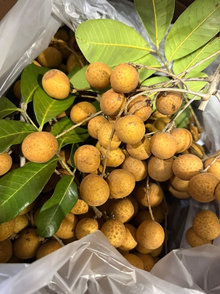 Fresh longan fruit