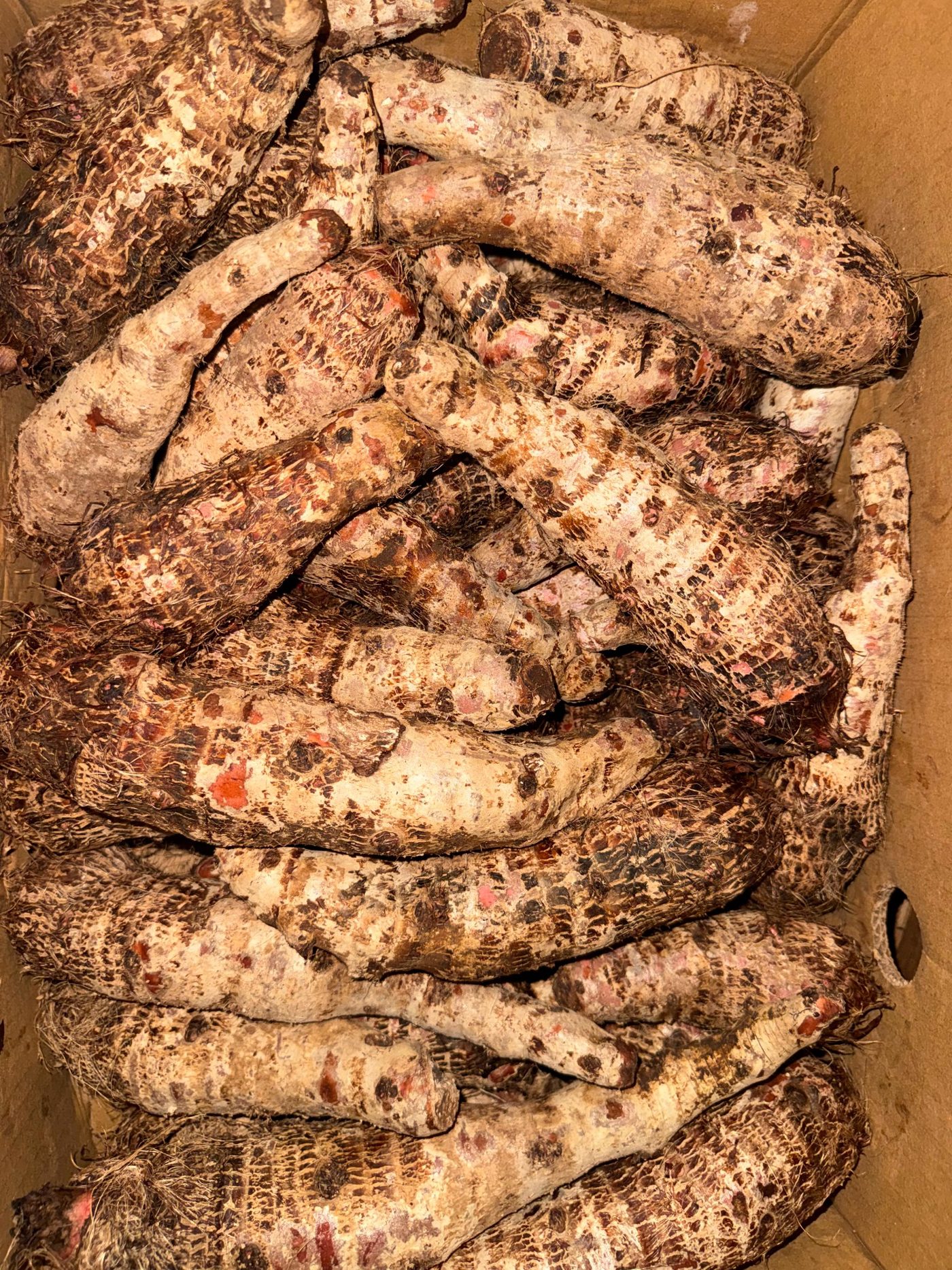 Fresh malanga