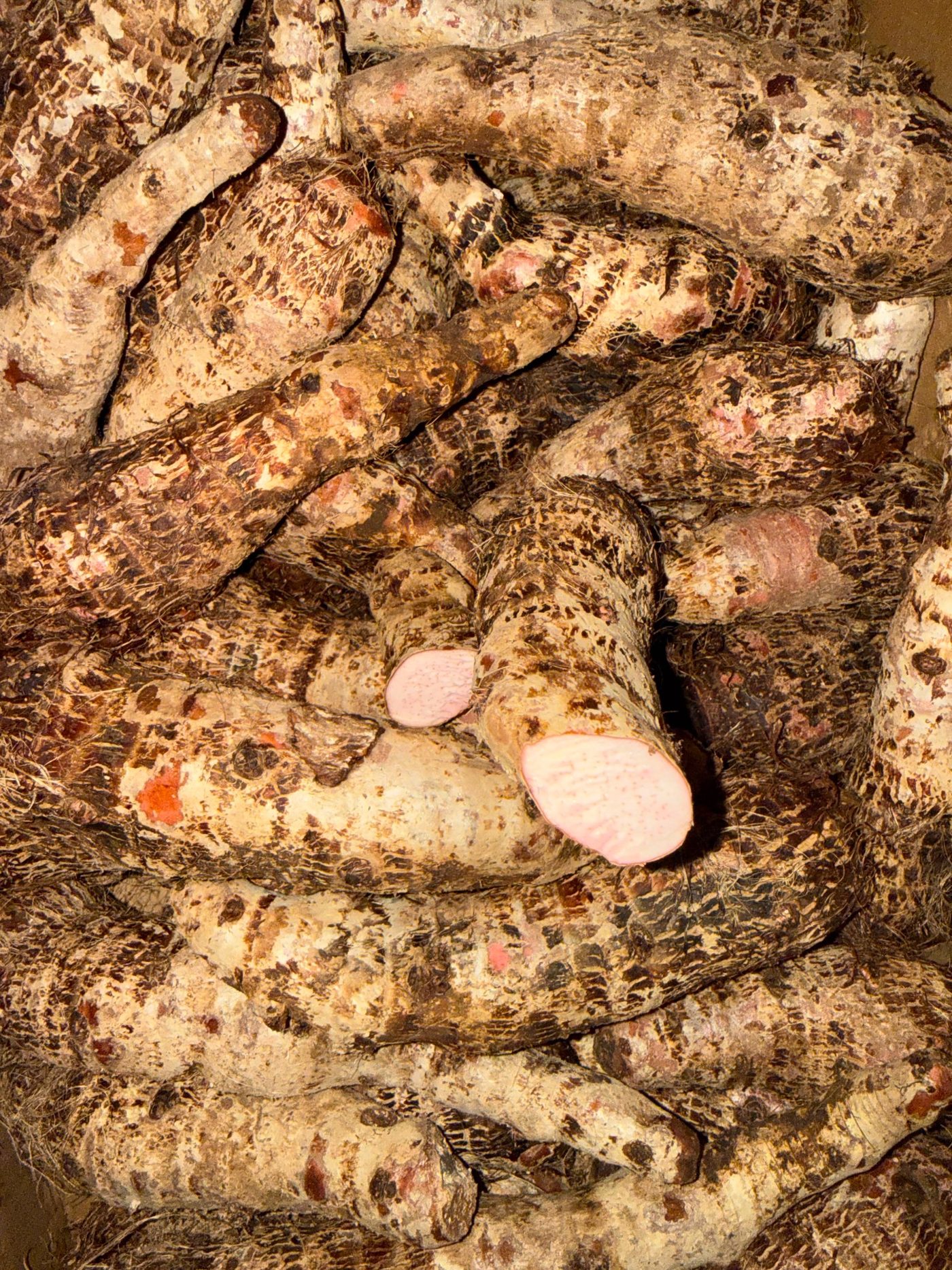 Fresh malanga