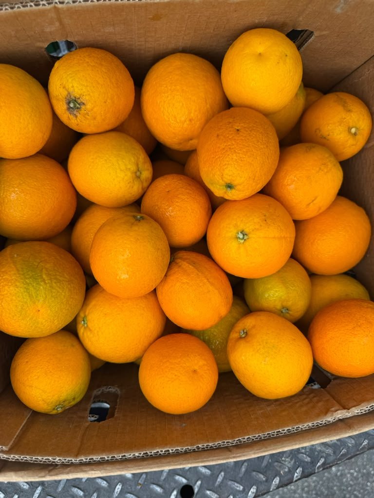 Fresh oranges