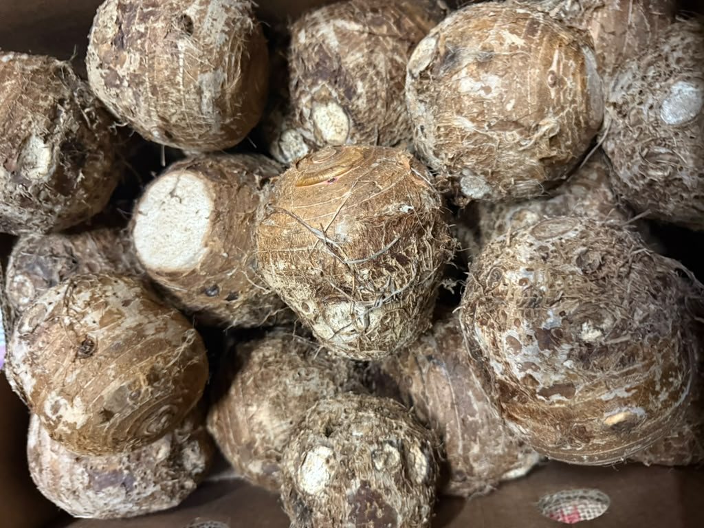 Fresh taro and malanga coco