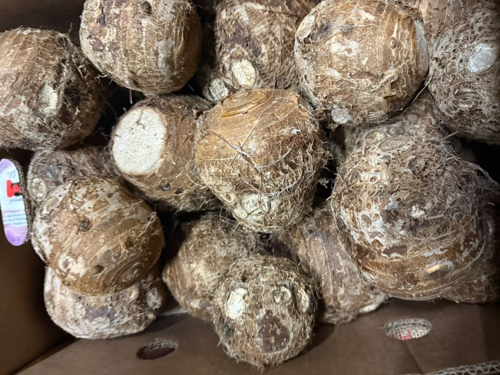 Taro / malanga coco