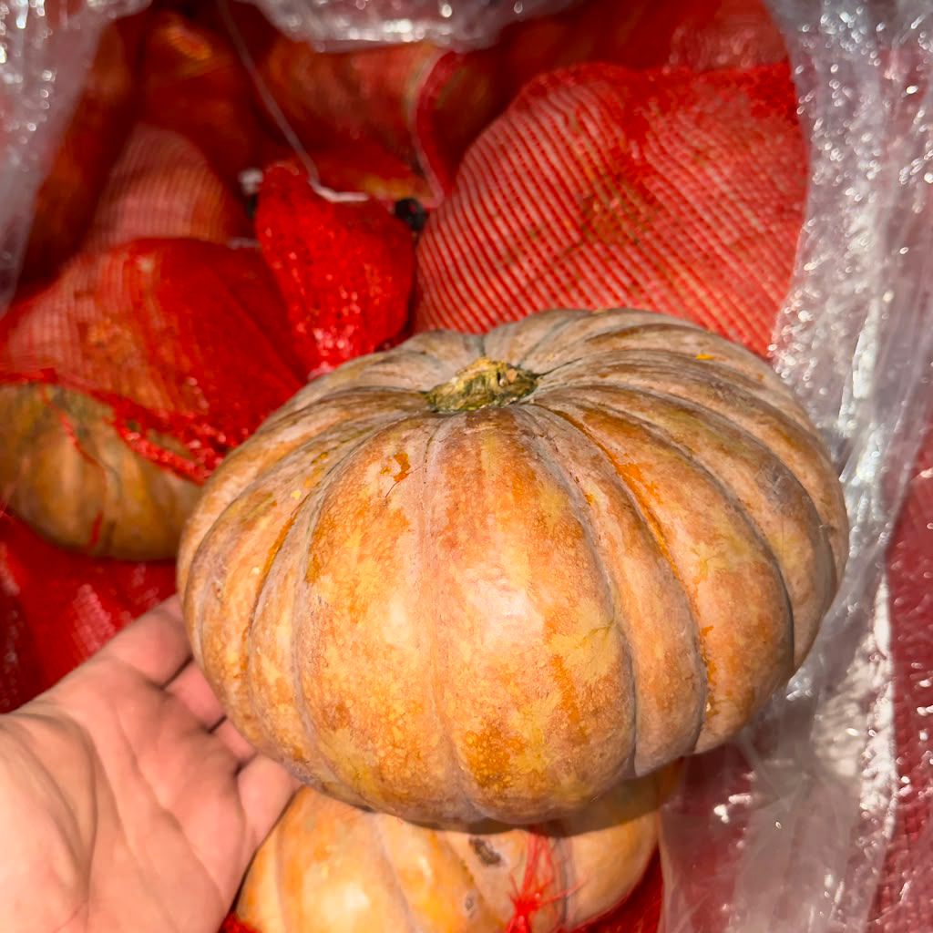 Fresh calabaza for wholesale distribution