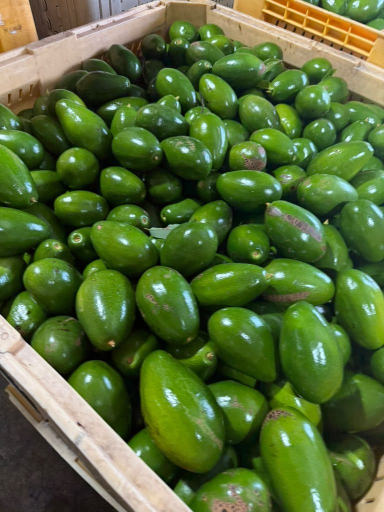 Avocados
