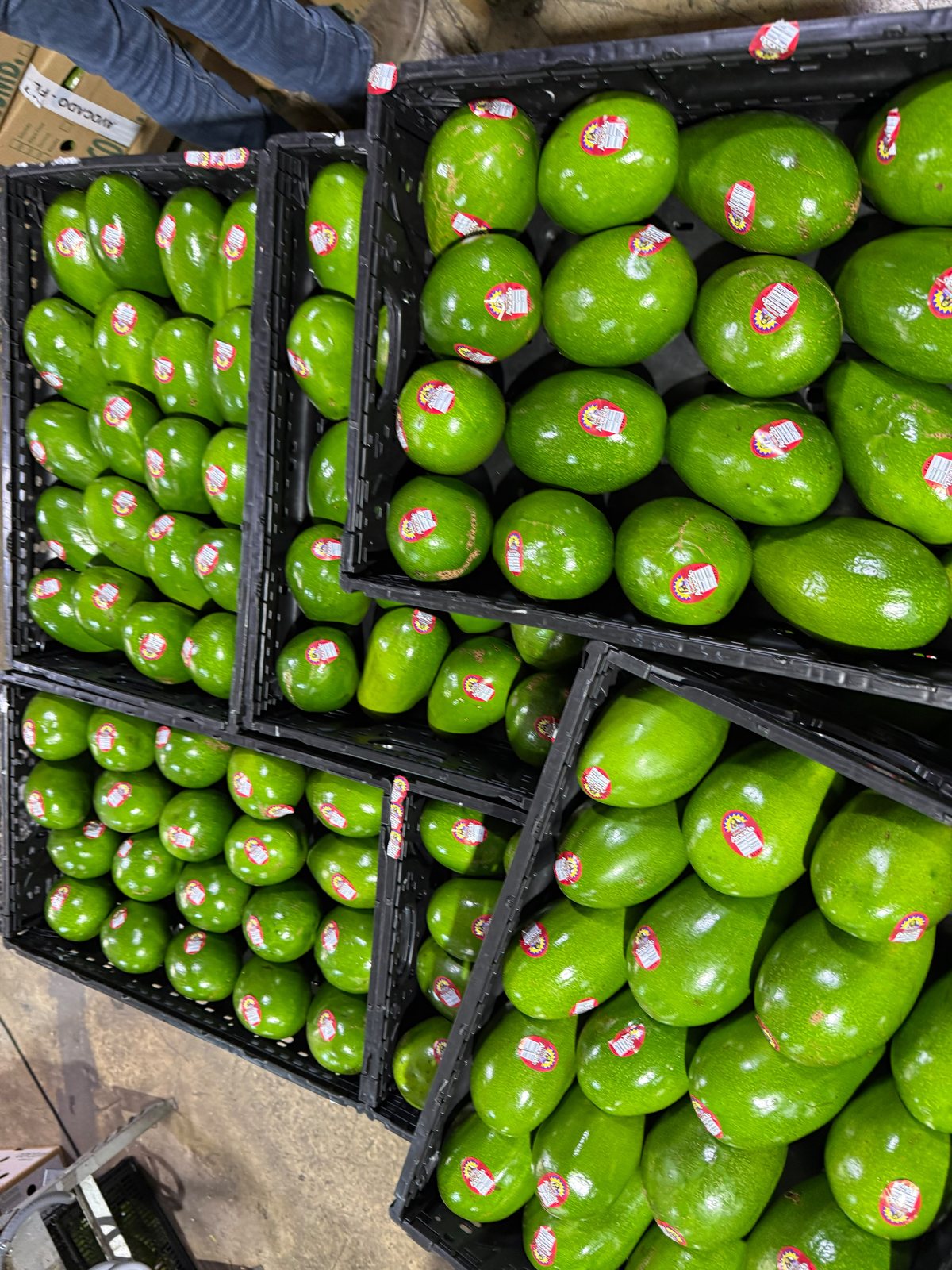 Aguacate wholesale produce