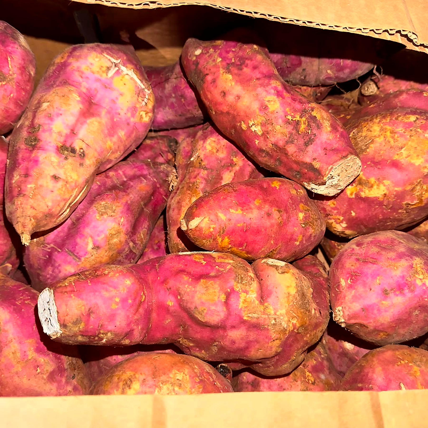 Boniato Cubano wholesale produce
