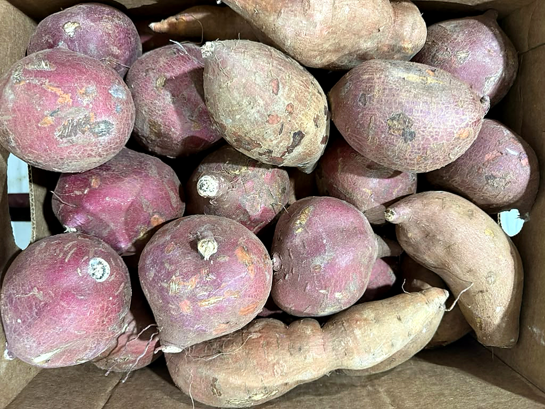 Boniato Oriental wholesale produce