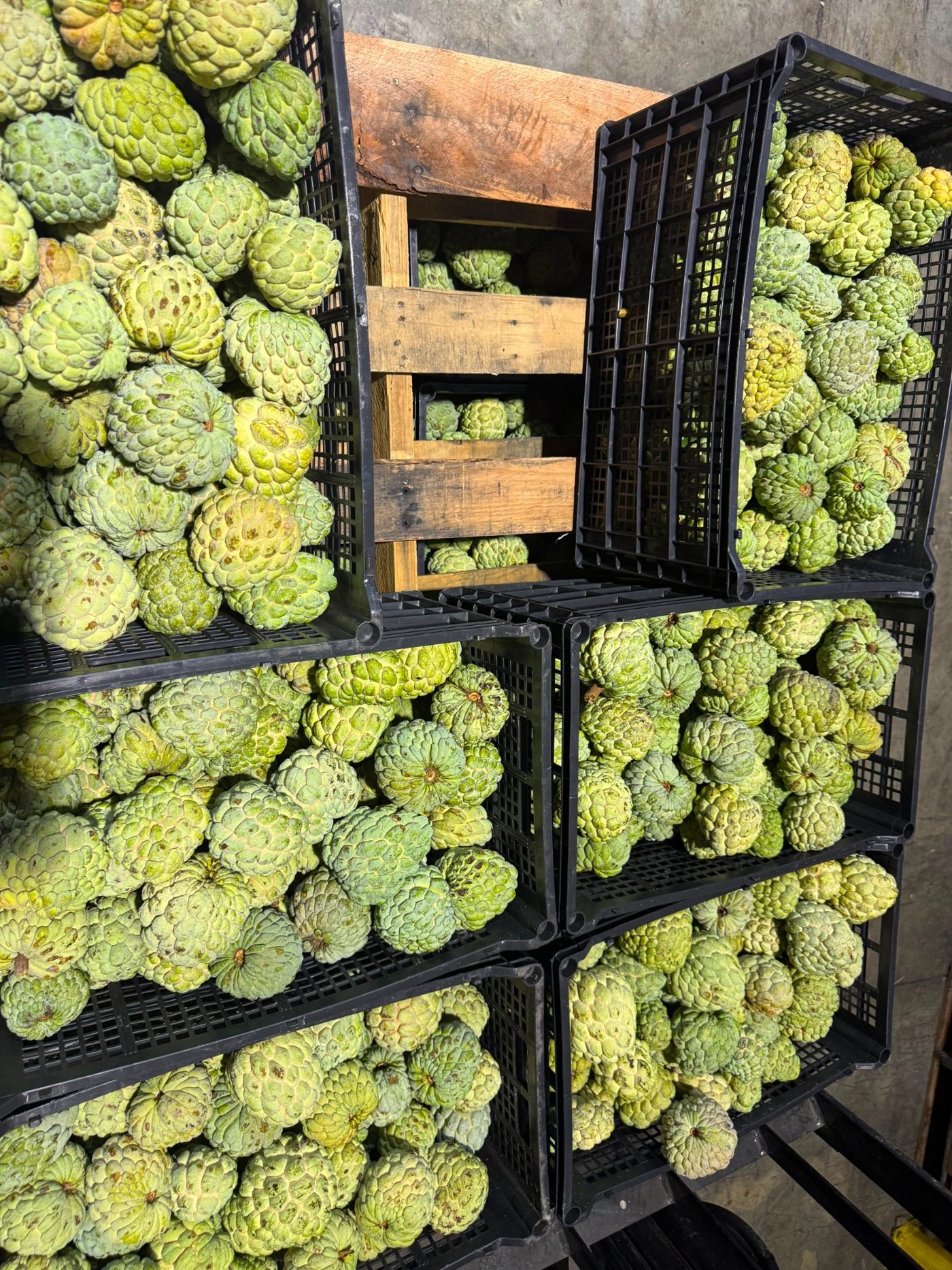 Fresh cherimoya for wholesale distribution