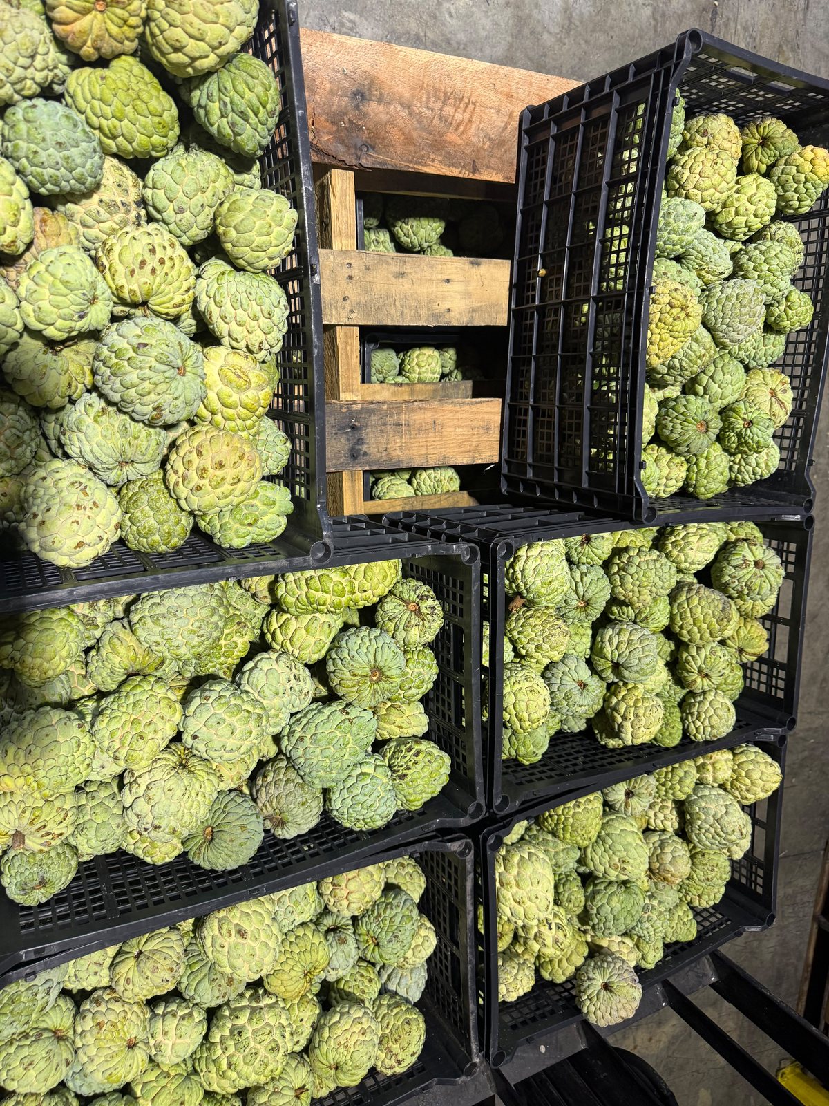 Cherimoya