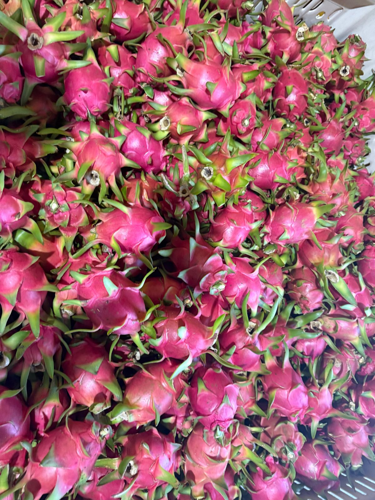 Dragon Fruit