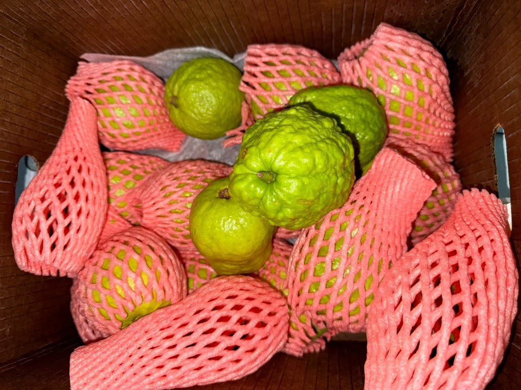 Guava