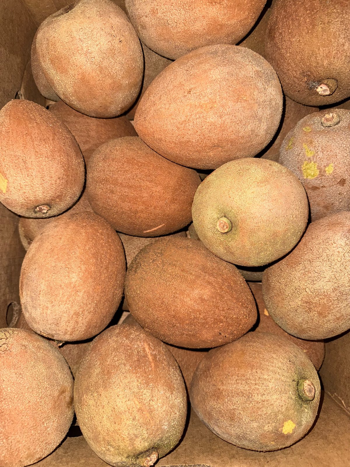 Mamey wholesale produce